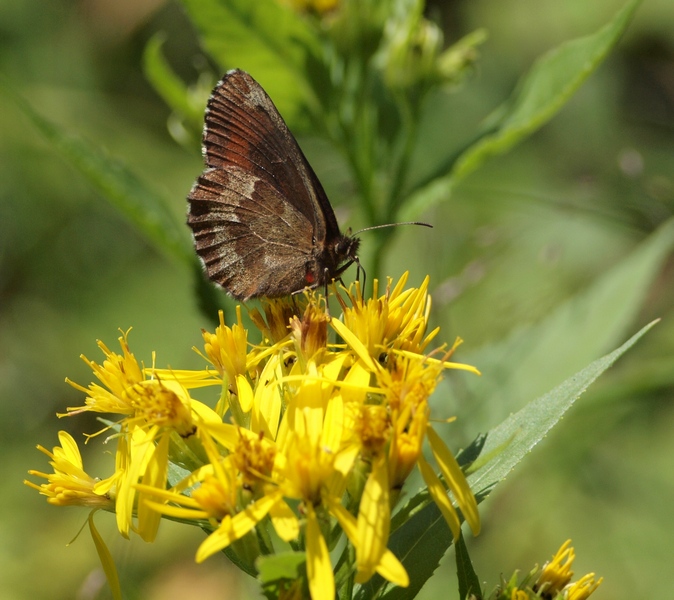 Nymphalidae